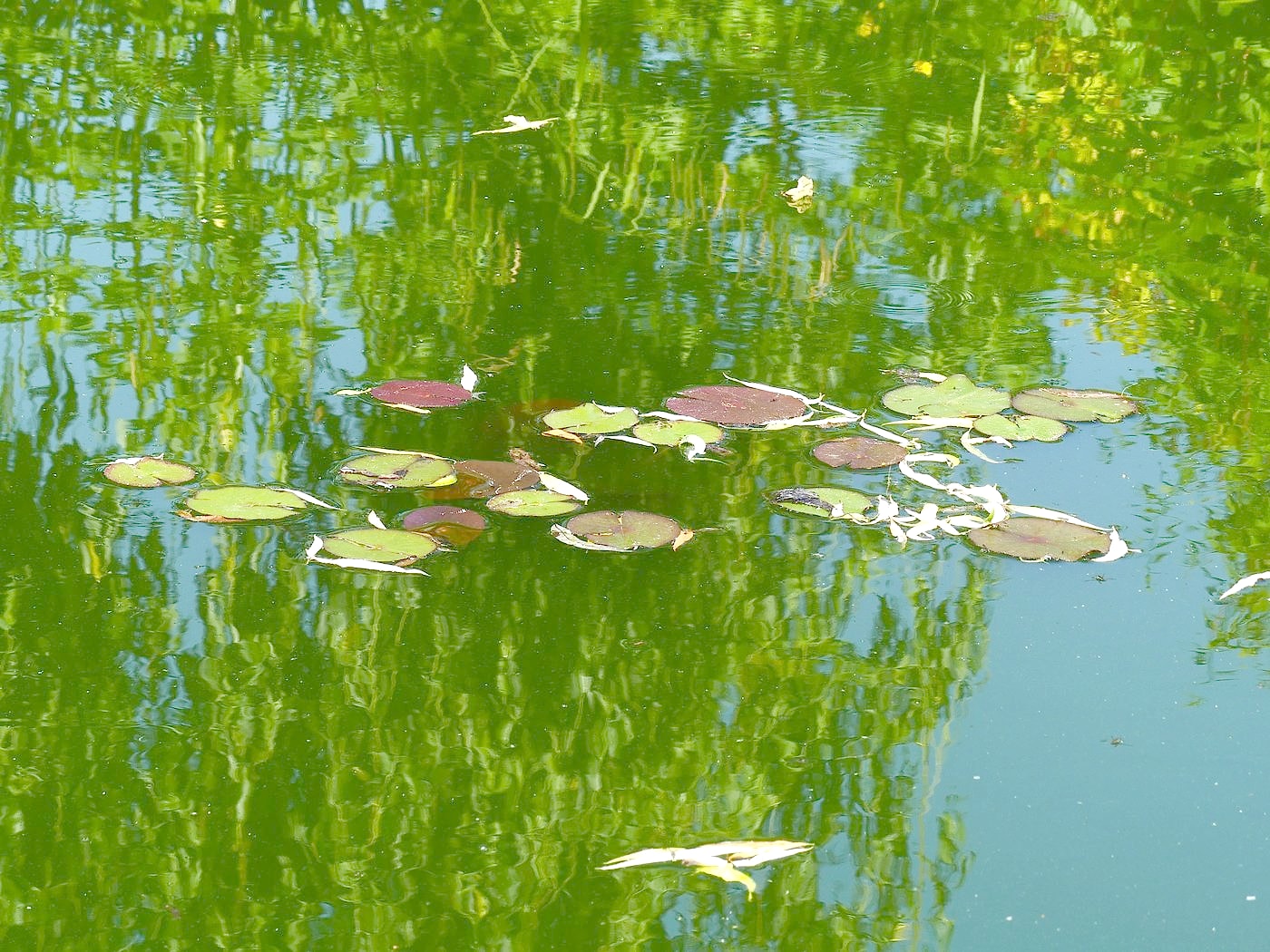 Étang aux nénuphars dans le parc du gîte
