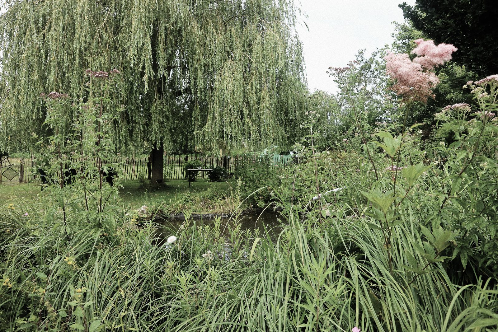 Saule pleureur au bord de l'étang, verdure d'été