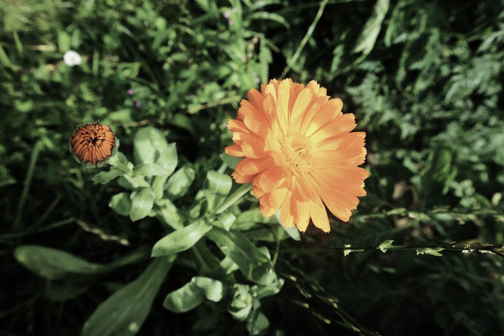 Souci orange en fleur dans le potager